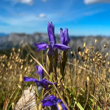 Alpenrose